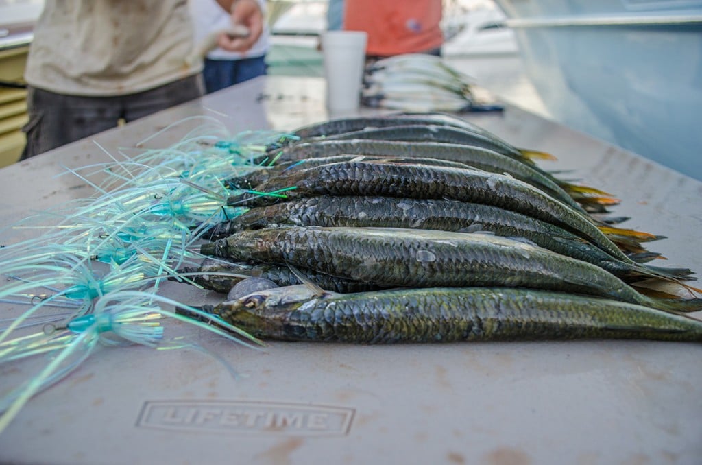 ballyhoosailfish