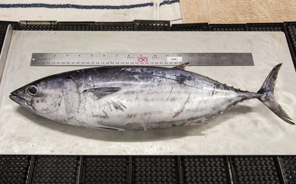 SkipjackTuna