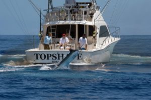 Marlin-blue-top-1