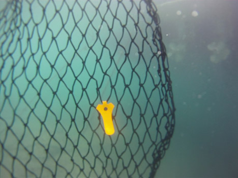 Remora-by-Alejandro-Plasencia_dezeen_468_12