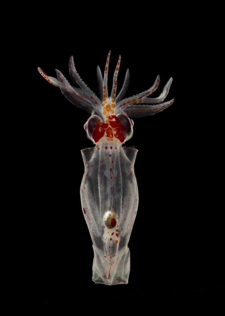 Squid (juvenile) Gonatus onyx