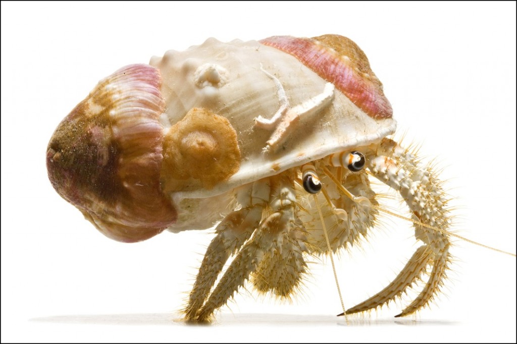 GoldBandedHermitCrab