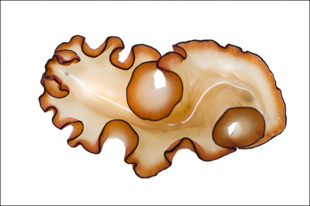 Orange-Rimmed Flatworm cf. Maiazoon orsaki Taxon: flatworm