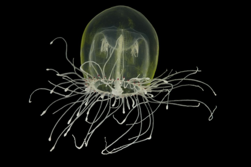 Red-Eye Medusa Polyorchis penicillatus Taxon: cnidarian hydromedusa