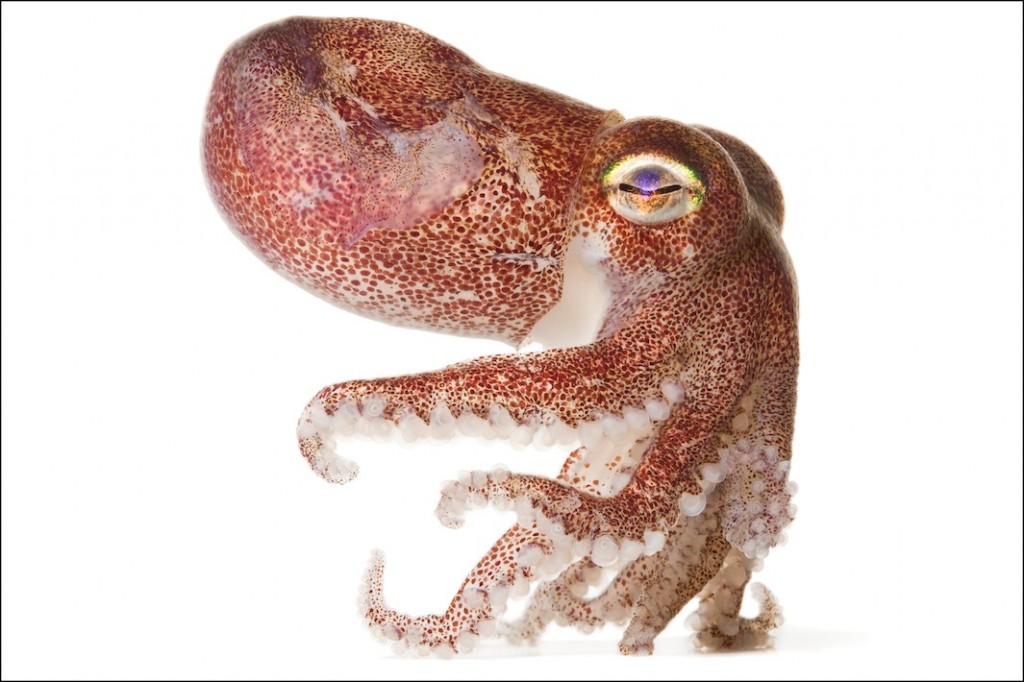 StubbySquid