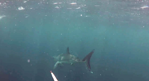 Great-White-5-564x308