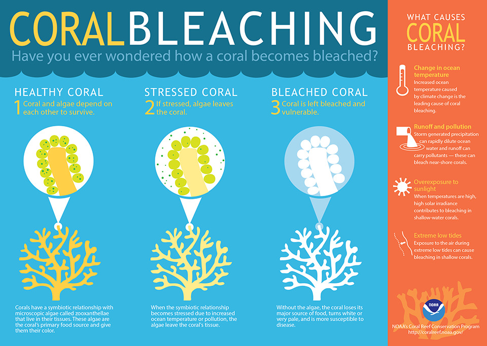 coral infographic
