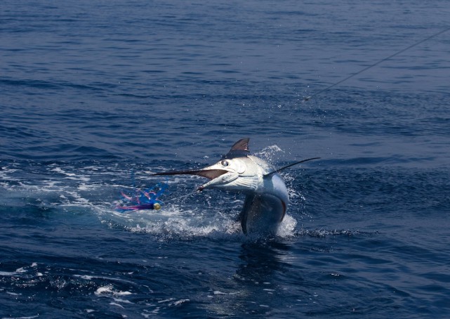 20160104_Marlin_shutterstock