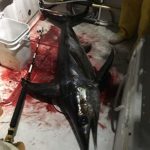 Client Bill Forlenza and team showing some bloody decks. Plenty of action on their trip offshore NJ in canyons overnight.