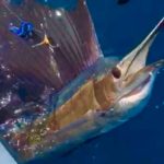 Great offshore action for ROFFS™ Client Rick Heard (Bite Me), offshore Port Aransas last week.