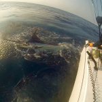 Congratulations to ROFFS™ Clients Captain Allen Gagnon & Shawn Brennan (Brennan’s Grin) 1st Place Points Overall & 1st Place Billfish Release Points in the Oak Bluffs Bluewater Classic (MA) last week.