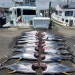Long time client Stew Hitchner continues to show his fishing skills as he puts the tuna on the dock for clients.