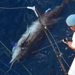 Full sized Blue Marlin action for ROFFS™ Clients Chase Carlisle and Captain Don Thrasher (Business Interruption) out of Aransas Pass (TX) on June 18th. They "followed Greg's recommendations on 1 of the 2 options we were considering and had a nice trip." (Please note that we will only post photos of live marlin being tagged in the water and NOT held in your hands on the boat).