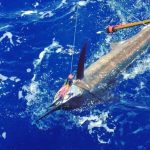 Congratulations to ROFFS™ Clients Daniel Hebert & Joseph Hebert (Geaux Deep)!
"Thanks for the report as it was spot on! It guided Team Geaux Deep to take first place Billfish Release on the Emerald Coast Billfish Classic releasing 2 blues and 3 whites on the tail end of the Tropical storm Cyndi!"
