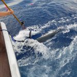 Congratulations to ROFFS™ Clients Daniel Hebert & Joseph Hebert (Geaux Deep)!
"Thanks for the report as it was spot on! It guided Team Geaux Deep to take first place Billfish Release on the Emerald Coast Billfish Classic releasing 2 blues and 3 whites on the tail end of the Tropical storm Cyndi!"