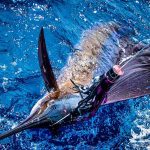 ROFFS™ Client Captain Gary Wyatt (Sola Fide) great photos from the South Carolina Governor’s Cup Billfishing Series.