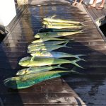 Nice Catch! ROFFS™ Client Captain Kevin Humphries (Something Catchy) fishing first week of May 2018 out of Charleston SC.