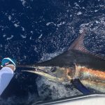 ROFFS™ Client A Don Jolley (Jolley Roger) Harbour Island, Bahamas. “Nice 250 plus blue marlin off the northern coast of Harbour Island.” “South side of Harbour Island, 125-pound White Marlin.”